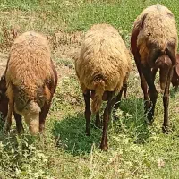 3تا میش داشتی جوان