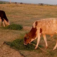 ۲راس گوساله