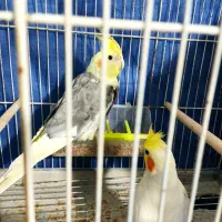 جفت عروس