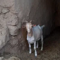 قوچ لاکن بز سانن