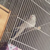 عروس هلندی نروایت ماده آلبینو