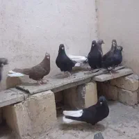 مایدوم