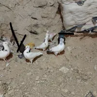 کبوتر|پرنده|چرداول, |دیوار