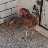 مرغ و خروس