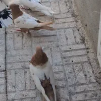 کبوتر سینه زرد، پرتغالی،کله سرخ