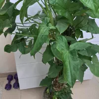 گل پتوس|گل و گیاه طبیعی|تهران, مخصوص|دیوار