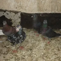 کبوتر رنگی دورگ قاطی همه صحیح وسالم فقط سری