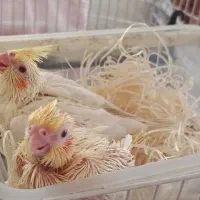 جوجه عروس هلندی