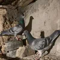 پلاکی مسافتی به شرط