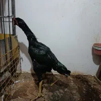 خروس لاری  ۷ماه