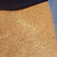 گندم دیم امسال