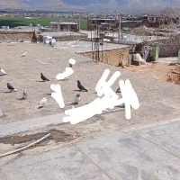 کفتر|پرنده|لردگان, |دیوار