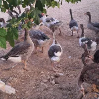 حیوانات مزرعه