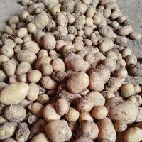 سیب زمینی بذری سرد خانه