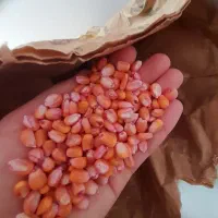 بذر ذرت|گل و گیاه طبیعی|شاهین دژ, |دیوار