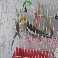 جوجه عروس هلندی