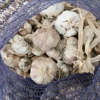 سیر خندان