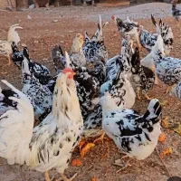 تخم نطقه دار گلین لری اصل موجود است