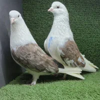 فروش ۵۰ کبوتر پرشی و مولد درجه یک