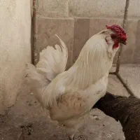 خروس جوان