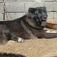 سگ نر|سگ|مبارکه, |دیوار