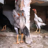 جوجه‌لاری اوشامو المانی عکس مولد‌هارو‌هم‌گذاشتیم.