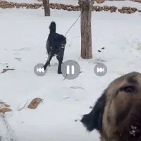 قدرجونی روانی