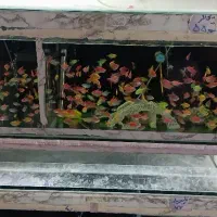 فروش ماهی آکواریوم گیاه آبزی