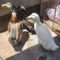 سه تا مرغابی