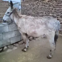 الاغ|حیوانات مزرعه|گلپایگان, |دیوار