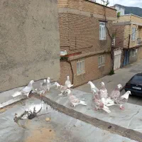 کبوتر