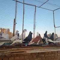 کفپرش|پرنده|سبزوار, جوادیه غربی|دیوار
