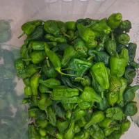 فلفل|خوردنی و آشامیدنی|مریوان, |دیوار