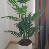 گل شامادورا
