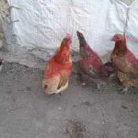 مرغ تخم گذار محلی