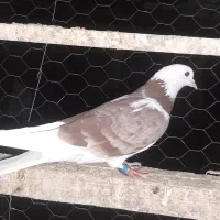 کبوتر هما
