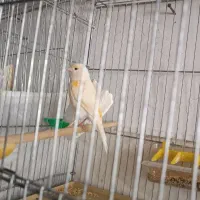 قناری  ماده  مولد مزایکی اصل