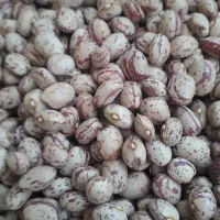 لوبیای چیتی درجه یک