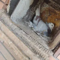 کفتر|پرنده|میبد, |دیوار