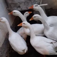 6عدد قو غاز اکراینی درجه یک