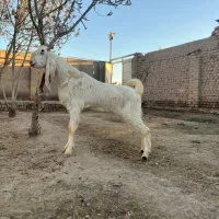 یک راس بزغاله نر پاتر گلابی