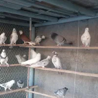 کبوتر|پرنده|کهریزک, |دیوار