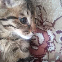گربه