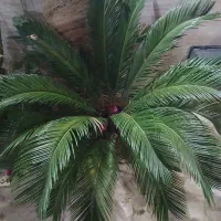 سیکاس بزرگ وزیبا