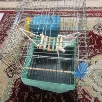 قفس