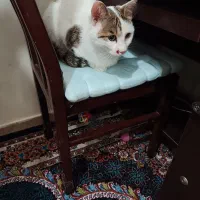 واگذاری رایگان گربه