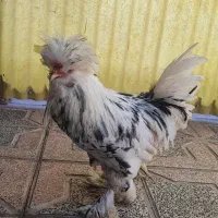 خروس سلطان جوان
