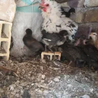 مرغ چوری