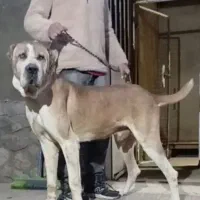 سگ نگهبان آلابای نر درشت سنگین قد ۹۰