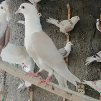 بار کبوتر